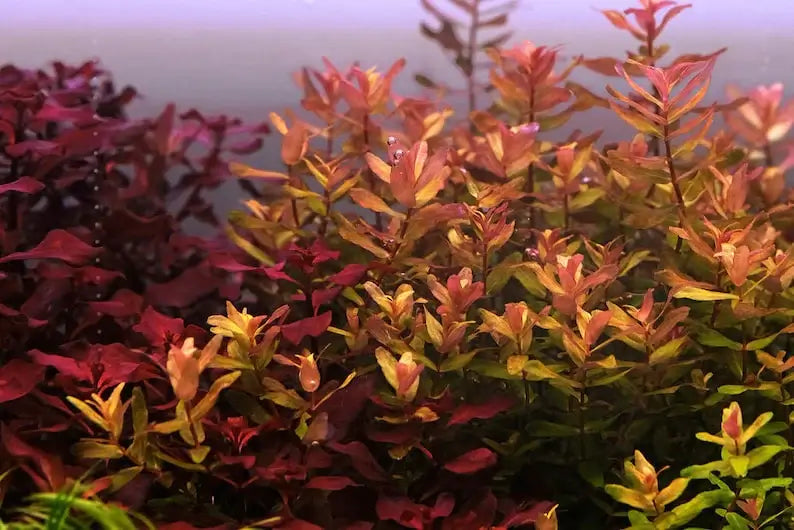 Rotala Macrandra root and stem base shown on white background before planting
