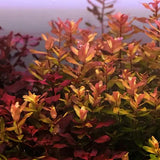 Rotala Macrandra root and stem base shown on white background before planting
