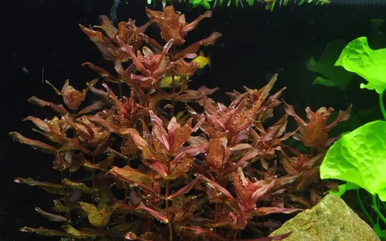Rotala Macrandra bushy red stem cluster under strong aquarium lighting