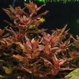 Rotala Macrandra bushy red stem cluster under strong aquarium lighting