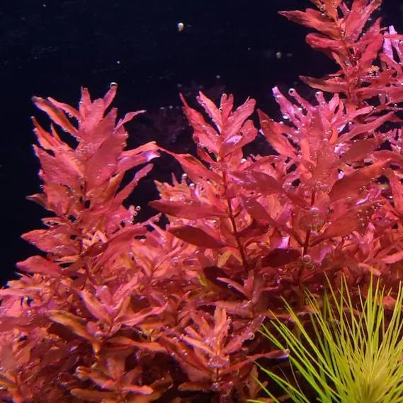 Rotala Macrandra vivid red aquascaping plant showing mature leaf color