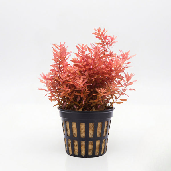 Rotala Macrandra