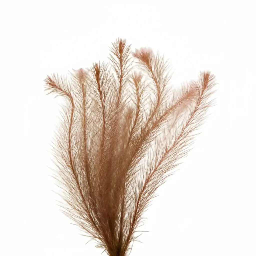 Rotala Wallichii Whorly Rotala bundle with fine feathery red-green foliage on white background