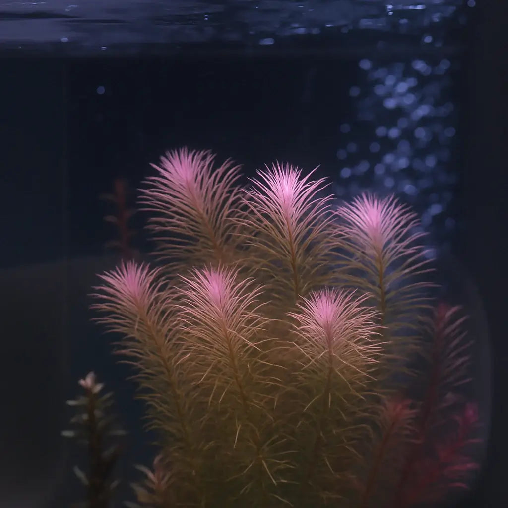 Close-up of Rotala Wallichii pink-red whorled leaves underwater in a planted aquarium