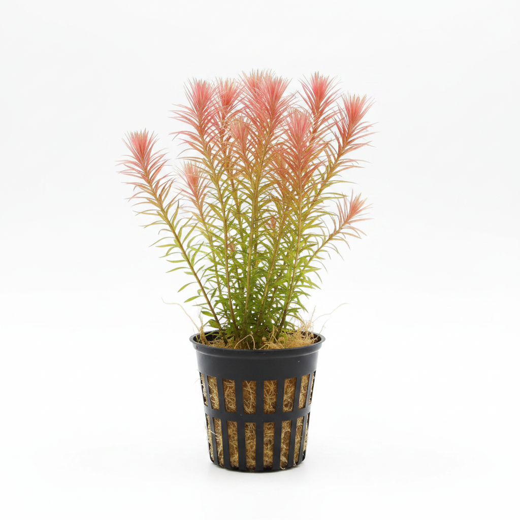 Rotala Wallichii [Whorly Rotala]
