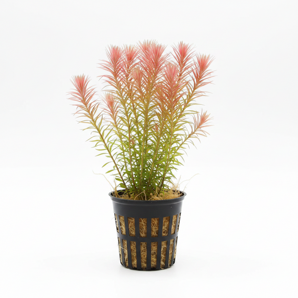 Rotala Wallichii [Whorly Rotala]