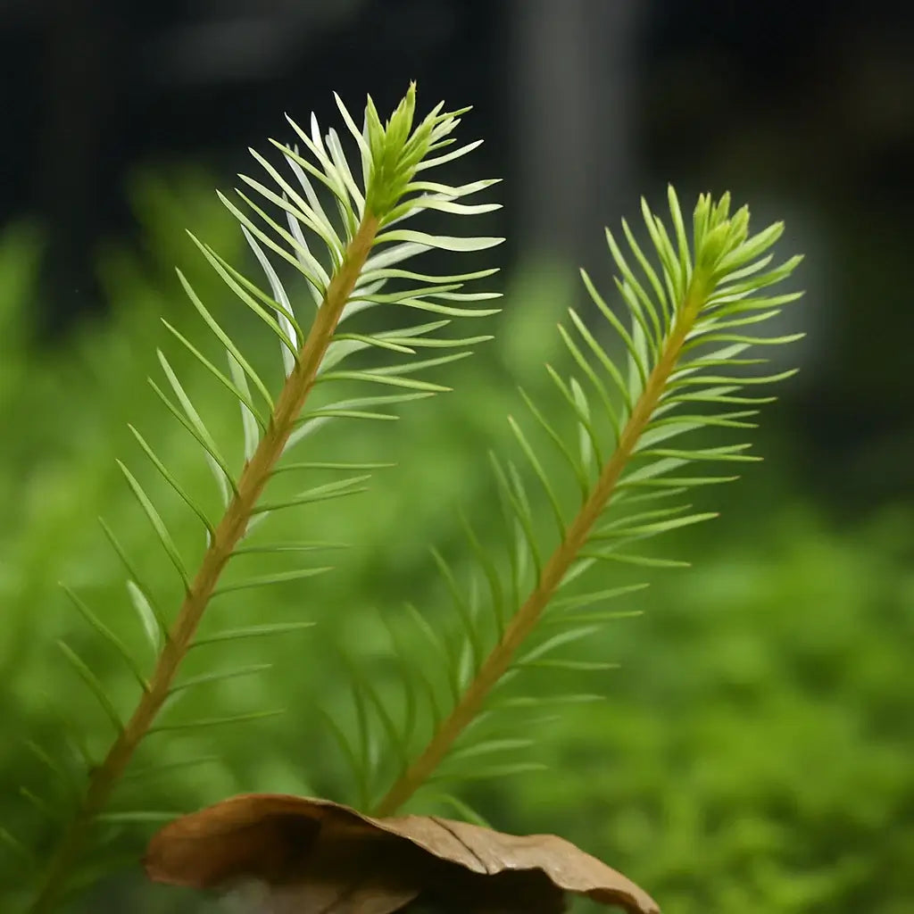 Close-up of Rotala Wallichii stem showing needle-like whorled leaf clusters against blurred green background