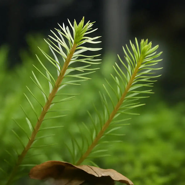 Close-up of Rotala Wallichii stem showing needle-like whorled leaf clusters against blurred green background