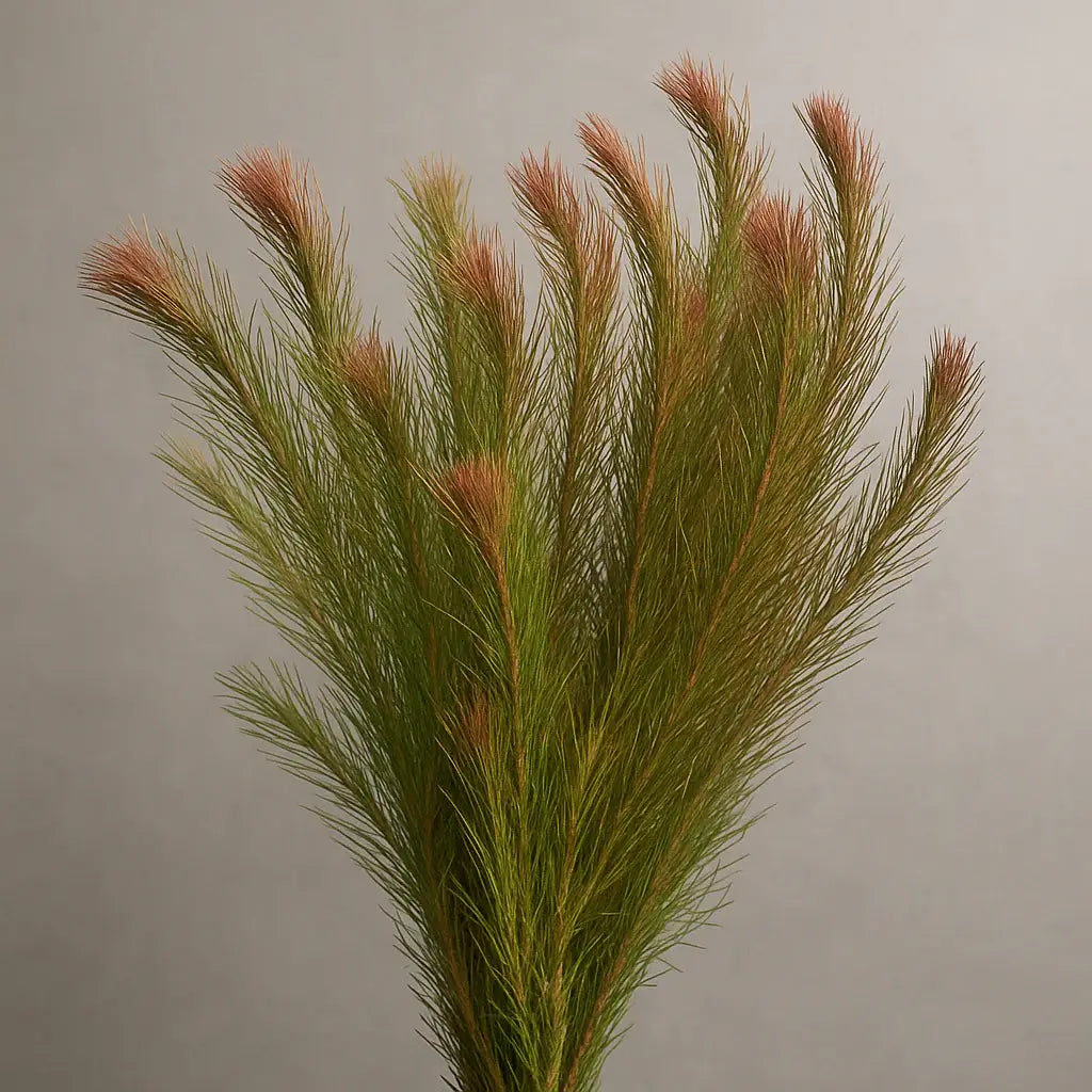 Rotala Wallichii stem branch with fine green and reddish-brown whorled leaves on plain background
