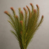 Rotala Wallichii stem branch with fine green and reddish-brown whorled leaves on plain background