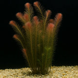 Rotala Wallichii showing green-to-pink color gradient on feathery leaves against dark aquarium background