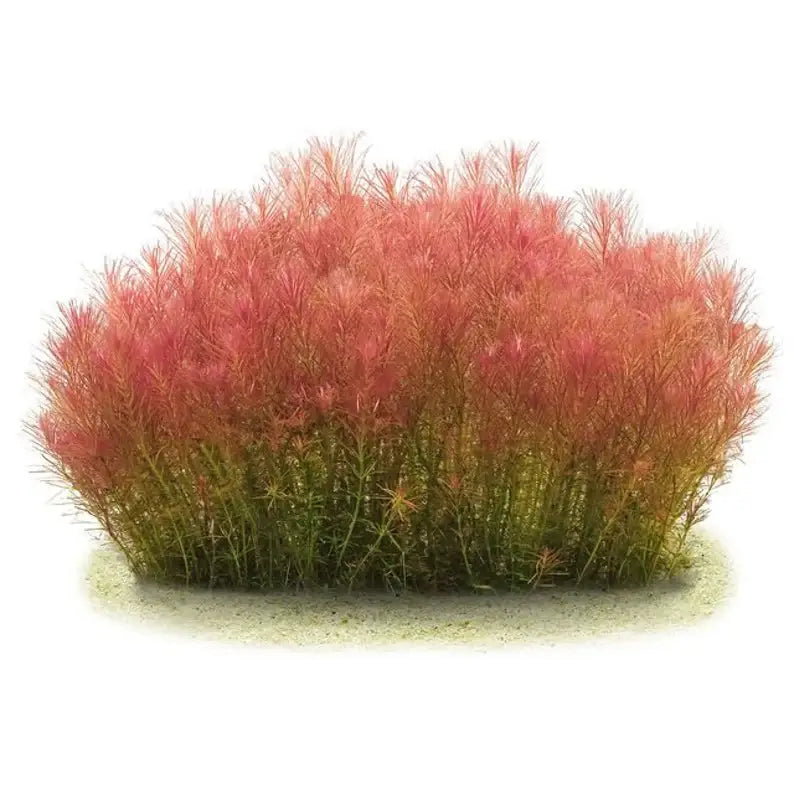 Rotala Wallichii bushy red and green stem plant illustration style on white background