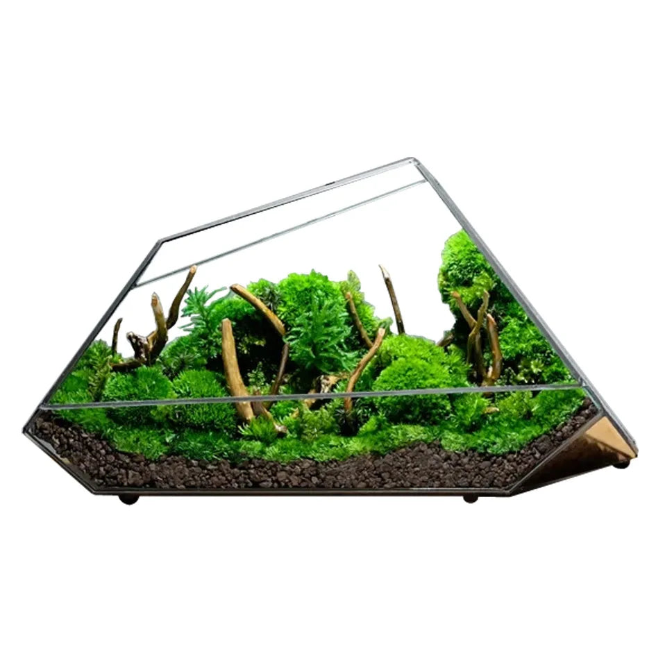 Geometric Glass Moss Rainforest Glass Tank - PlantedPro