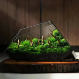 Geometric Glass Moss Rainforest Glass Tank - PlantedPro