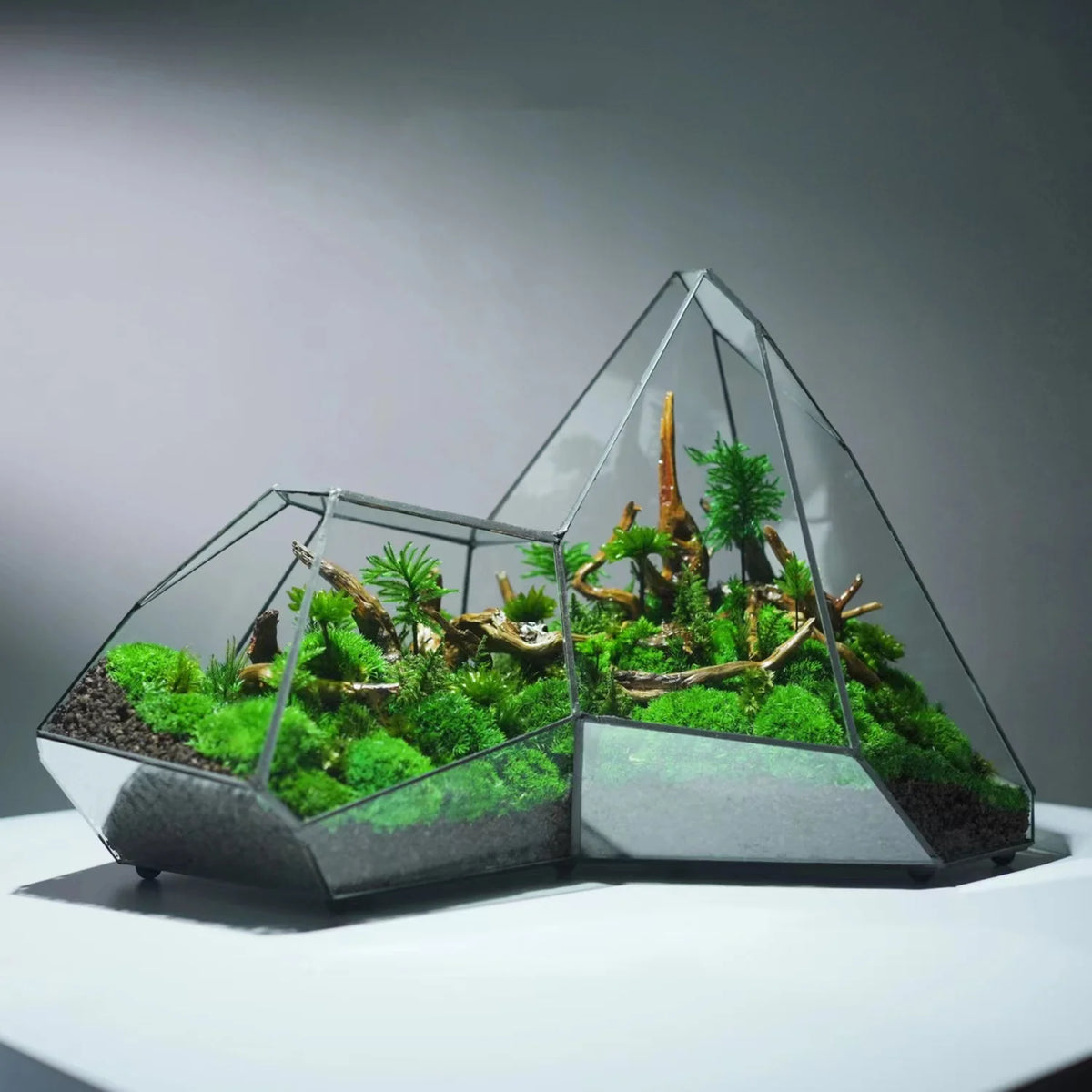 Geometric Glass Moss Rainforest Glass Tank - PlantedPro