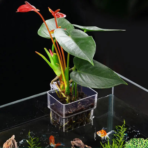 anthurium in riparium Aquarium Fish Tank Plant Holder with Hooks
