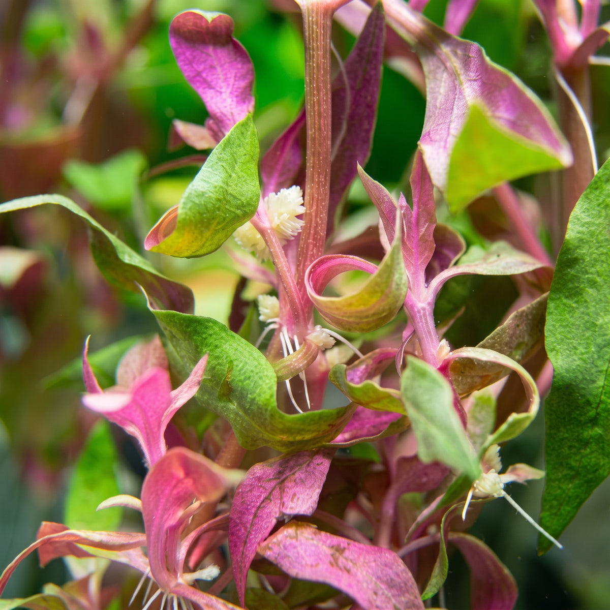 Alternanthera reineckii — Scarlet Temple