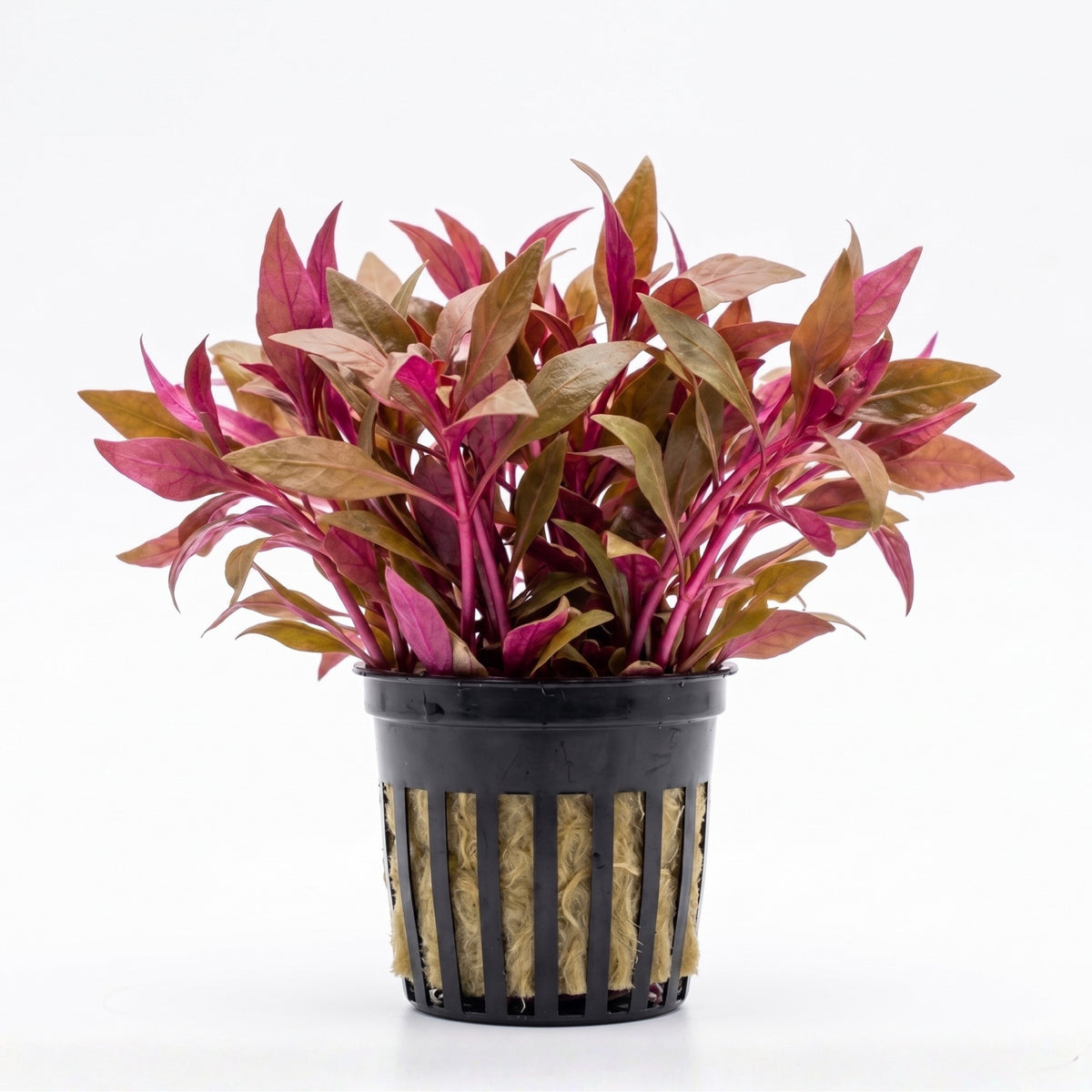 Alternanthera reineckii — Scarlet Temple