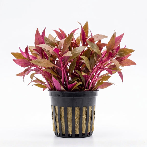 Alternanthera reineckii — Scarlet Temple