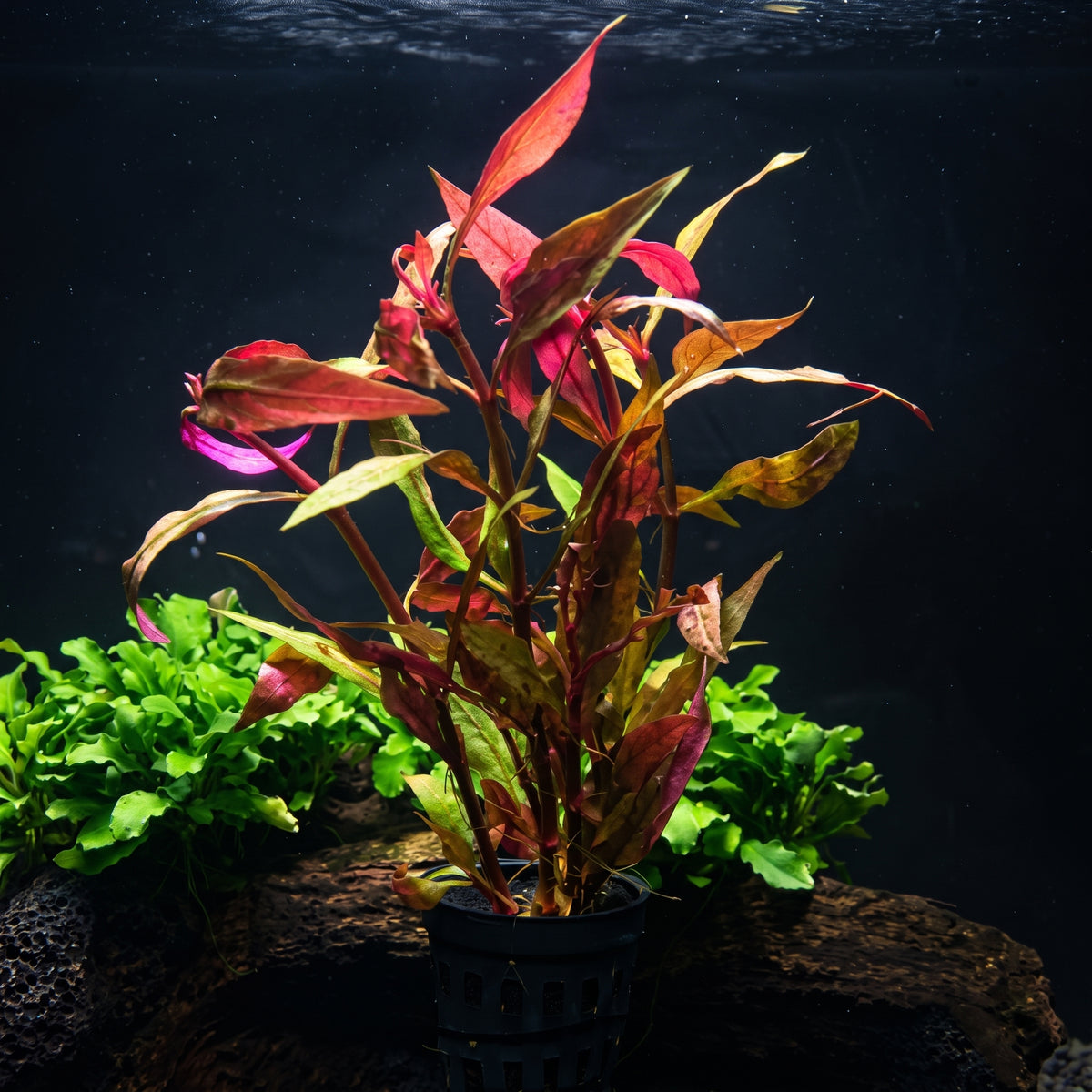 Alternanthera reineckii — Scarlet Temple