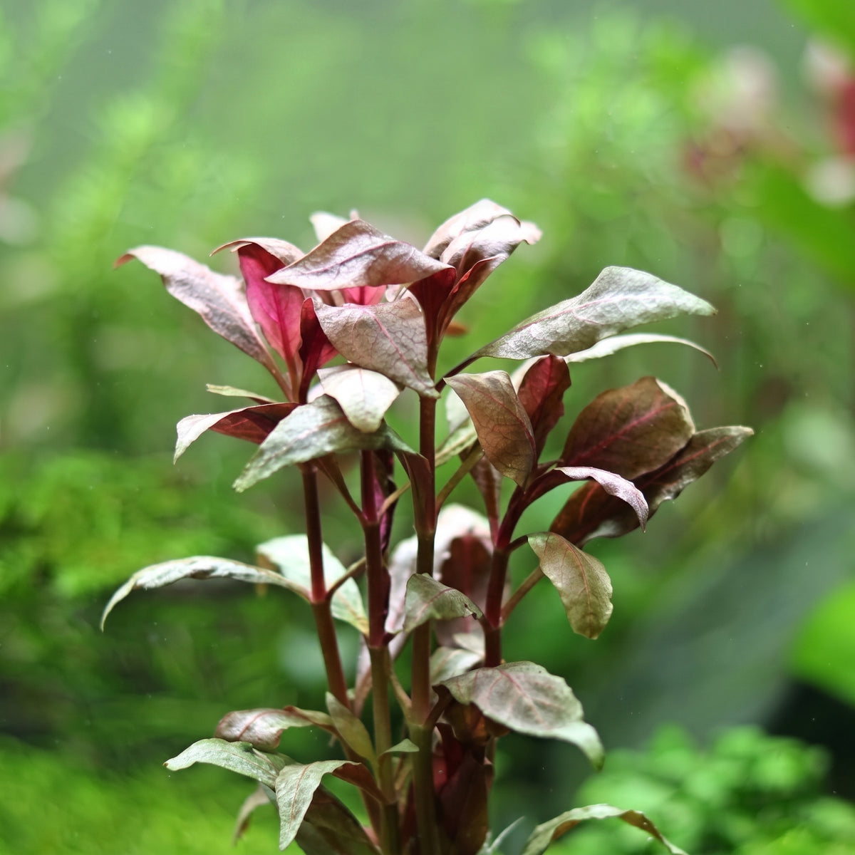 Alternanthera reineckii — Scarlet Temple