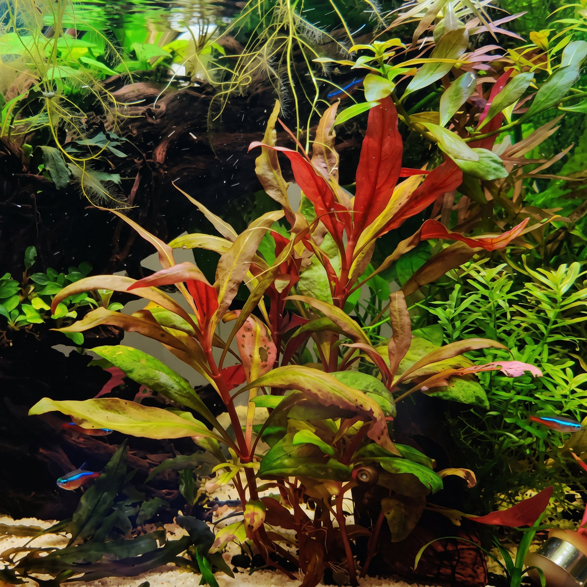 Alternanthera reineckii — Scarlet Temple