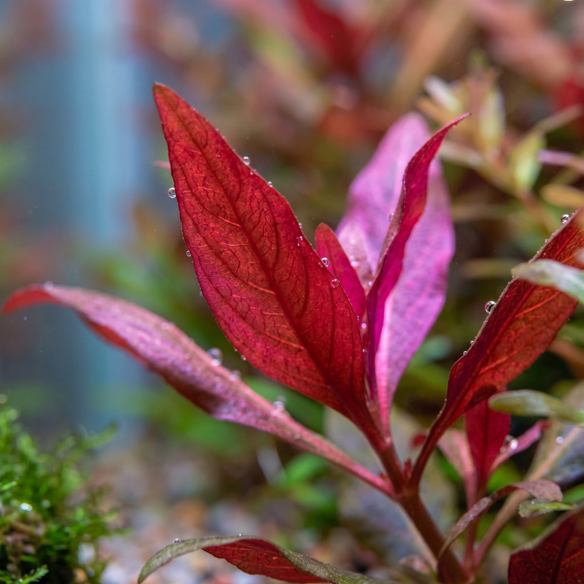 Alternanthera reineckii — Scarlet Temple