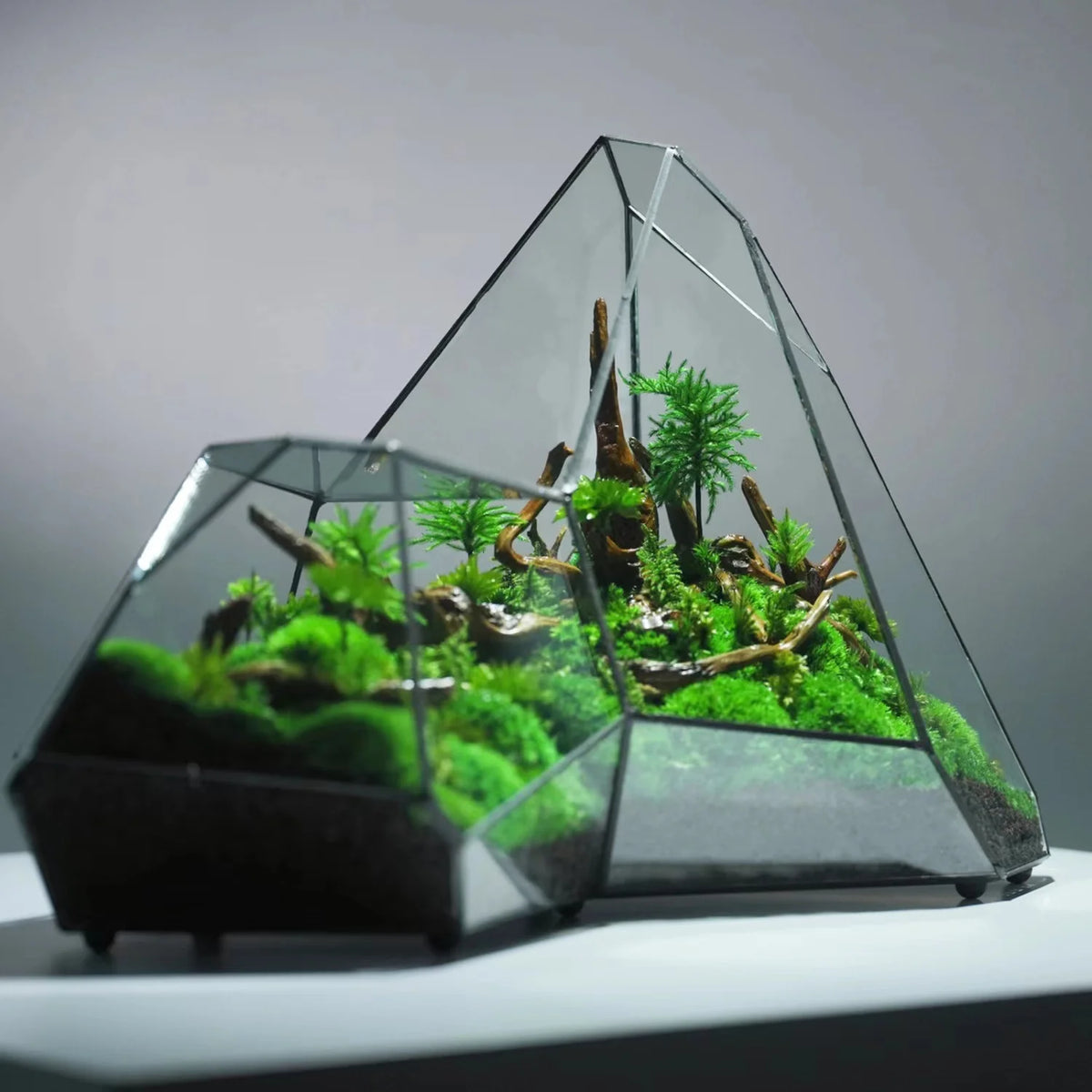 Geometric Glass Moss Rainforest Glass Tank - PlantedPro