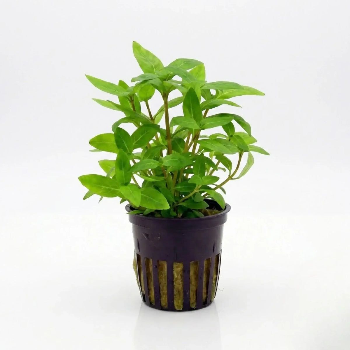 Staurogyne Repens live freshwater aquarium carpeting plant from PlantedPro
