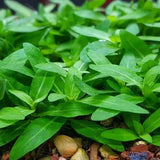 Macro close-up of Staurogyne Repens leaves showing dense compact growth over gravel substrate