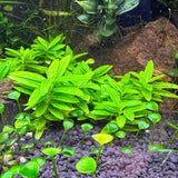 Staurogyne Repens clusters growing in dark aquarium gravel alongside other foreground plants and a brown rock