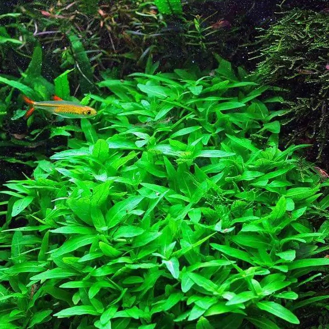 Staurogyne Repens carpet plant growing in a planted aquarium with a small orange fish swimming above