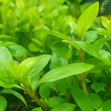 Staurogyne Repens stems with small oval bright green leaves on white background