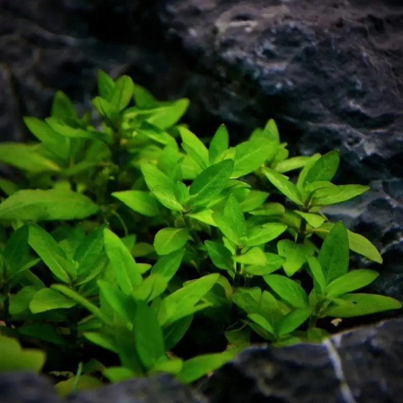 Staurogyne Repens low-growing stems with bright green oval leaves planted against dark volcanic rock substrate