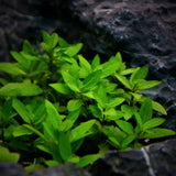 Staurogyne Repens low-growing stems with bright green oval leaves planted against dark volcanic rock substrate