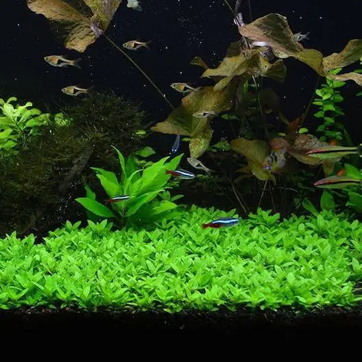 Staurogyne Repens forming a lush green foreground carpet in a planted aquarium with neon tetras swimming above