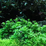 Staurogyne Repens growing as a mid-ground bush in a planted aquarium with moss and dark background