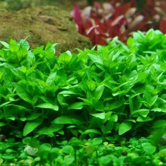 Dense mat of Staurogyne Repens with compact bright green leaves growing as foreground carpet in aquarium