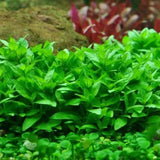 Dense mat of Staurogyne Repens with compact bright green leaves growing as foreground carpet in aquarium