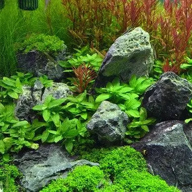 Close-up of Staurogyne Repens leaves showing vivid lime-green color and oval leaf shape in aquarium
