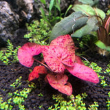 Tiger Lotus Nymphaea zenkeri bulb with red leaves on white background, live aquarium plant