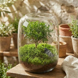 Tree of Life Moss Microlandscape top-down view showing complete terrarium composition and layout
