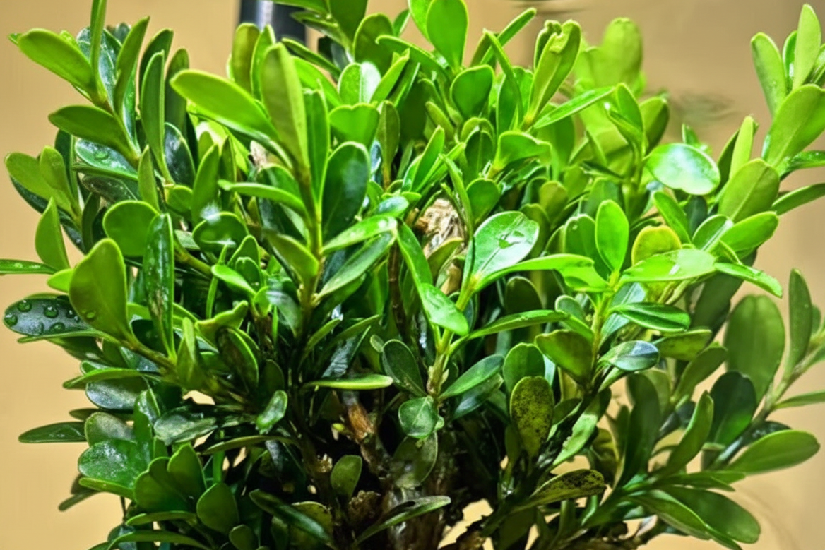 Veridian Haven Microecological Landscape [Including Internal Plants + Decoration]