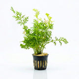 Water Sprite Water Fern Indian Fern bundle with feathery lacy green leaves on white background