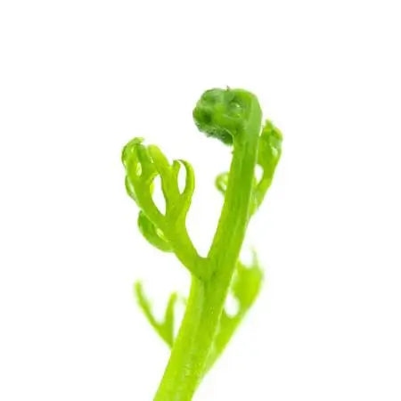 Close-up of Water Sprite leaf showing deeply lobed fern-like leaf structure