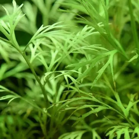 Water Sprite floating on aquarium water surface with roots trailing below