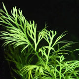Water Sprite Water Fern rooted in substrate growing as a bushy midground aquarium plant