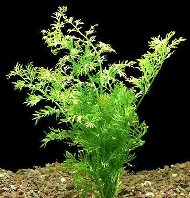 Water Sprite Indian Fern fast-growing aquarium plant showing full leaf spread