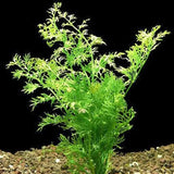 Water Sprite Indian Fern fast-growing aquarium plant showing full leaf spread