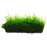 Weeping Moss Vesicularia Ferriei bundle showing drooping growth pattern on white background